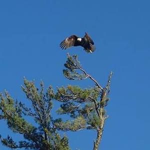 Meet your Posher, George